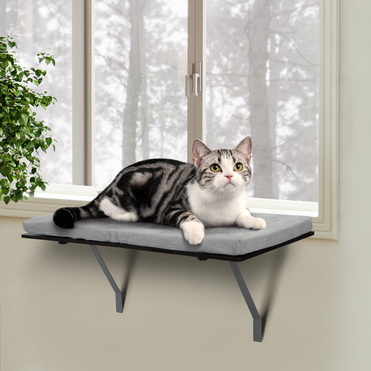 Cat Resting On Window Style Shelving Bed With Velvet Cushion For Rest, Black Grey Black gray